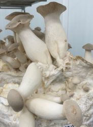 Picture of Pilze Kräuterseitling 250g