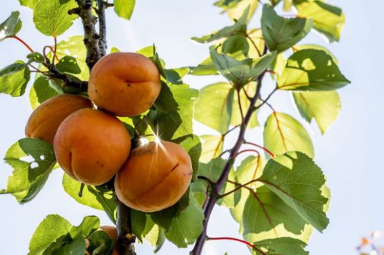 Picture of Marillen 1 kg