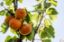 Picture of Marillen 1 kg